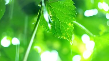 raindrops dripping from grape leaf, close-up, blurred foliage in the background