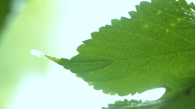 Grape leaf sways in raindrops, blurred background, vertical video