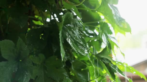 Rain Pours Grape Leaves Close — Stock videók