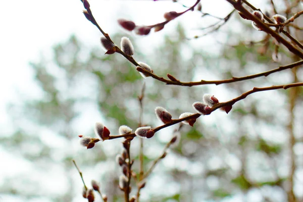 Söğüt ağaçları baharda dallarda çiçek açar.
