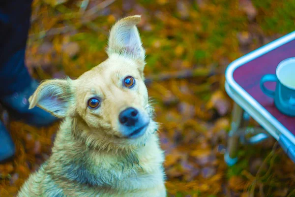 Köpek dışarıdaki kameraya bakıyor.