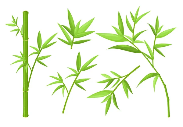 Zielony bambus łodygi i liście kolorowe wektor ilustracje zestaw — Wektor stockowy