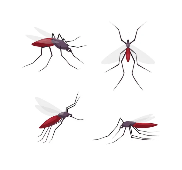 Mosquitos detallado juego de ilustración vectorial de dibujos animados a color. Varias vistas de insectos — Vector de stock