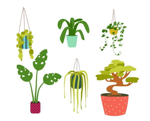 Houseplants in various pots flat design vector illustration set. Decor color elements — Stock Vector