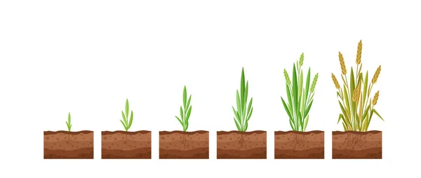 Ilustración vectorial de etapas del crecimiento de semillas de trigo. Ciclo de crecimiento de una planta de trigo sobre un fondo blanco, concepto de productos orgánicos, eco. La semilla crece a la planta. — Archivo Imágenes Vectoriales