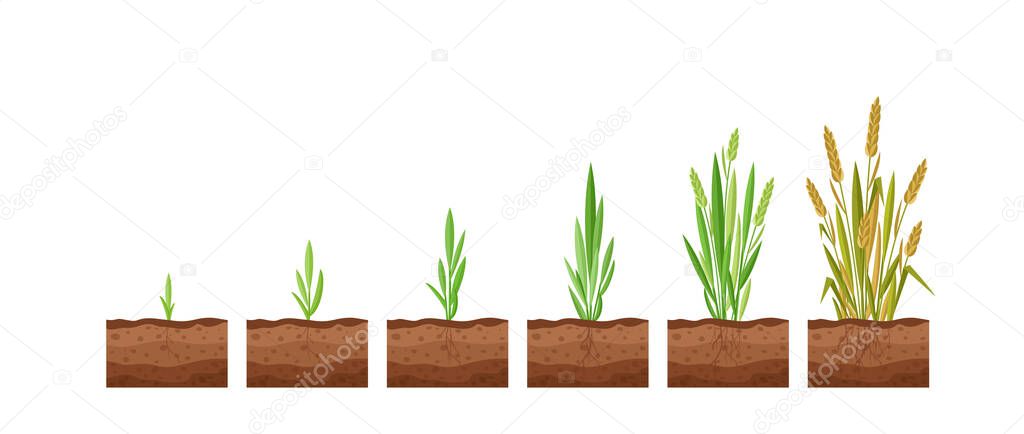 Vector illustration of stages of wheat seed growth. Cycle of growth of a wheat plant on a white background, organic products concept, eco. Seed grows to the plant.