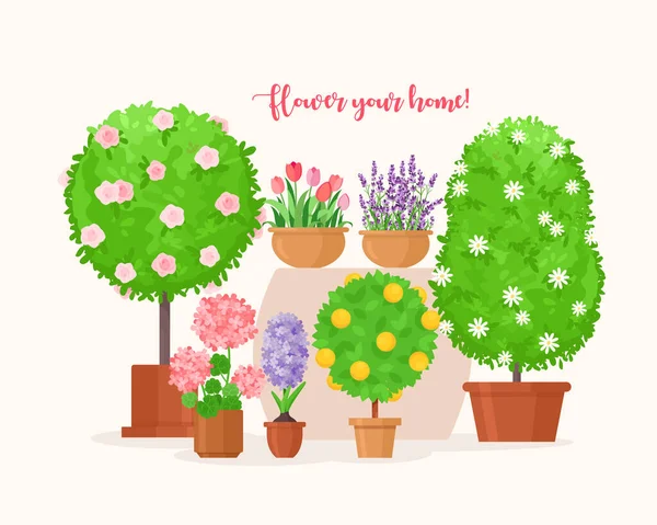 Illustration vectorielle de jardin à la maison, dessin animé arbre fruitier tropical vert plat et plante maison biologique en pot, lavande ou fleur de tulipe pour balcon isolé sur blanc — Image vectorielle