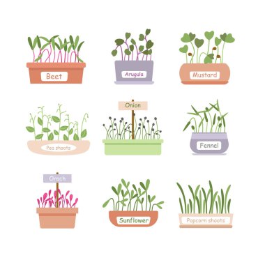 Çizgi filmlerdeki taze organik filizlenmiş bitkiler, ev bahçesinde yetişen yeşillikler ya da salata menüsü için saksı kutuları, süper yiyecek yaprağı. Mikro yeşiller besin vektör illüstrasyon seti oluşturur.