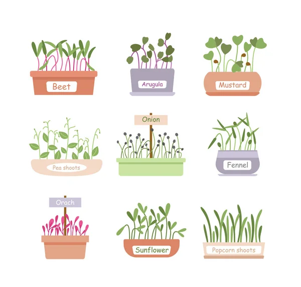 Cartoon fresh organic sprouted plants, baby greens or microgreens growing in home garden pot boxes for salad menu, superfood leaf. Micro greens sprouts food vector illustration set. — Stock Vector