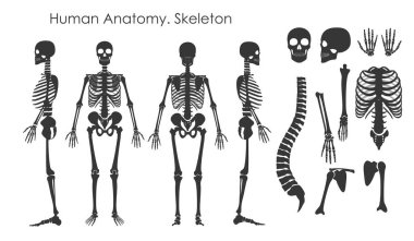 Beyaz arka planda izole edilmiş siluet biçiminde insan kemiklerinden oluşan vektör çizim seti. İnsan anatomisi konsepti, iskelet farklı pozisyonlarda..