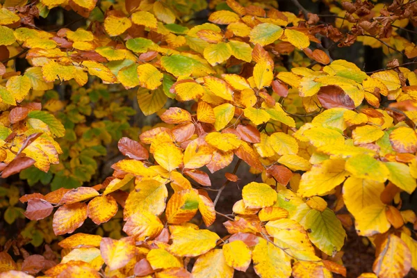 Podzimní levaes pozadí — Stock fotografie
