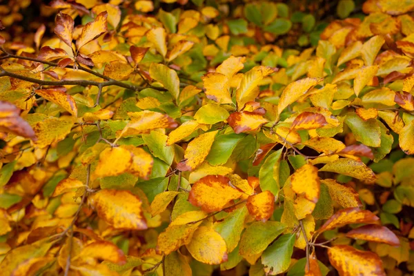 Hintergrund Levaes im Herbst — Stockfoto