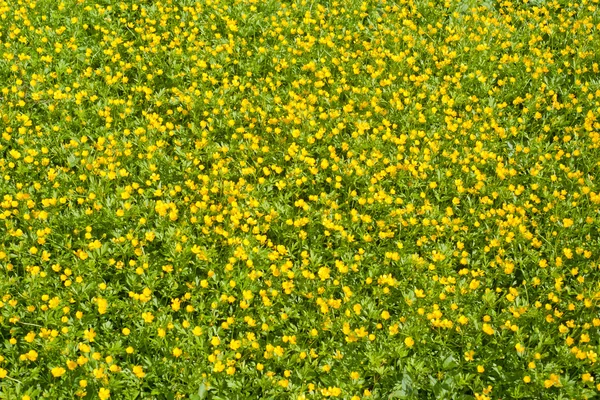 Pozadí žluté květy — Stock fotografie