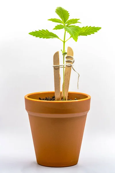Bardzo Małe Rośliny Marihuany Glinianym Garnku Odizolowane Białym Tle — Zdjęcie stockowe
