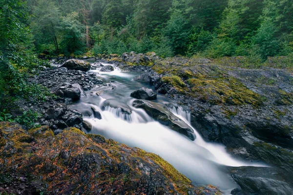 Long Exposure Shot Using Stop Filter Captured Washington Forest Light — 图库照片