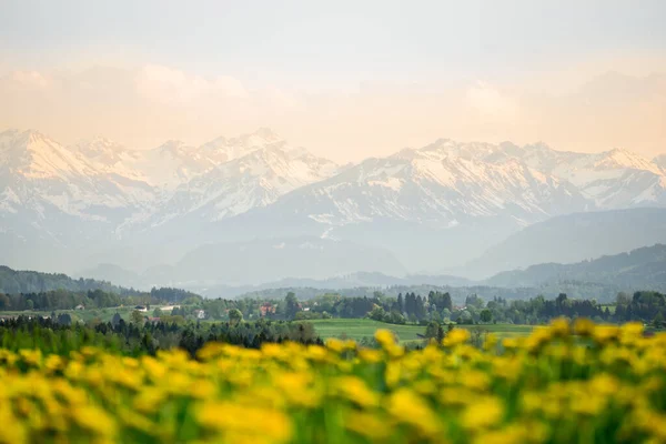 Flores amarillas prado y hermosa vista a las montañas cubiertas de nieve. Atardecer luz de puesta de sol y alpenglow. Kempten, Baviera, Alpes, Allgau, Alemania. — Foto de Stock