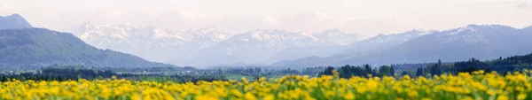 노란 꽃들의 초원과 아름다운 경치가 산을 뒤덮고 있다. 켐프 텐, 바이에른, 알프스, 알 가우, 독일. — 스톡 사진
