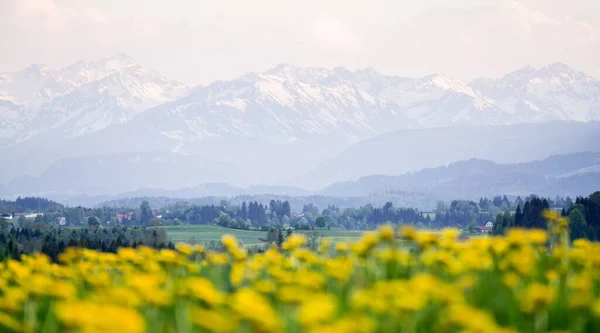 노란 꽃들의 초원과 아름다운 경치가 산을 뒤덮고 있다. 켐프 텐, 바이에른, 알프스, 알 가우, 독일. — 스톡 사진