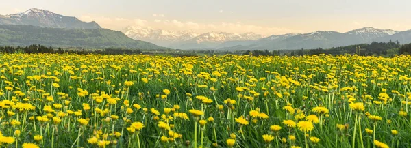 노란 꽃들의 초원과 아름다운 경치가 산을 뒤덮고 있다. 해가 저물어 가는 저녁 빛과 해돋이입니다. 켐프 텐, 바이에른, 알프스, 알 가우, 독일. — 스톡 사진