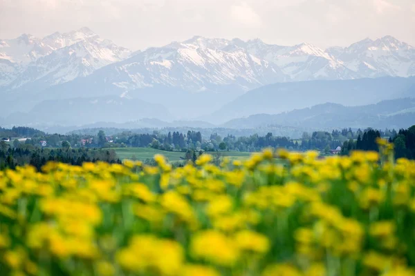 Flores amarillas prado y hermosa vista a las montañas cubiertas de nieve. Kempten, Baviera, Alpes, Allgau, Alemania. — Foto de Stock