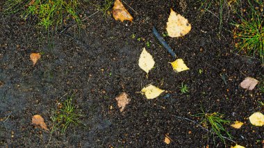 Asfalt üzerindeki çimen ve yapraklar metin çerçevesi, sonbahar teması