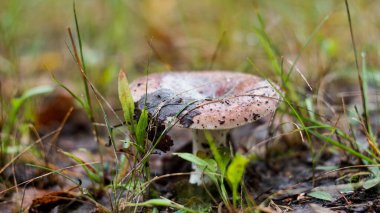 Parkta sonbahar mantarları, alçak tarla.