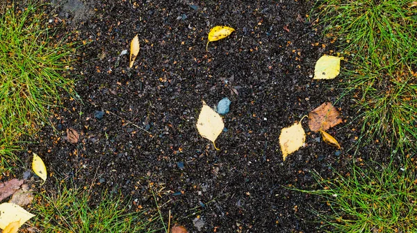 Grass Leaves Asphalt Text Frame Autumn Theme — Stock Photo, Image