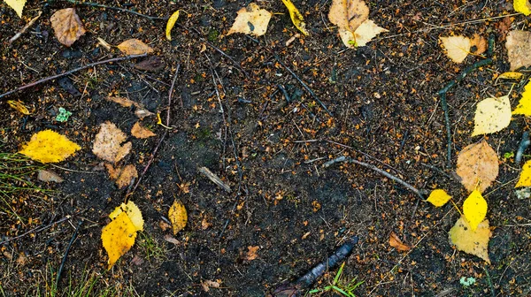 Γρασίδι Και Φύλλα Στην Άσφαλτο Πλαίσιο Κειμένου Θέμα Φθινόπωρο — Φωτογραφία Αρχείου