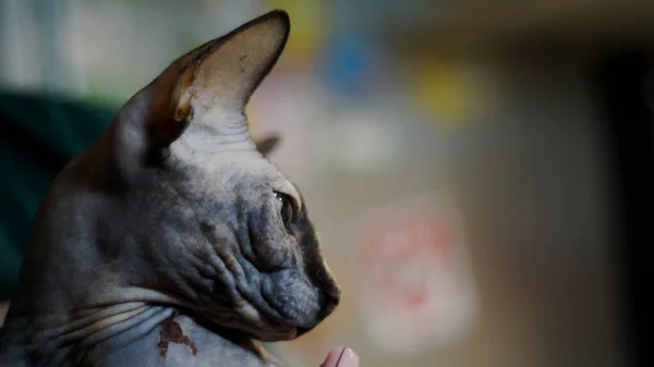 Gato Gris Esfinge Crianza Primer Plano Divertido Hermoso Mascotas —  Fotos de Stock