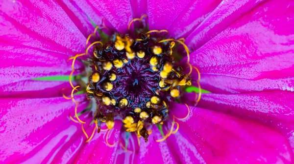 Fényes Virágok Közelkép Színes Háttér Design Makro Fotózás Friss Virágok — Stock Fotó