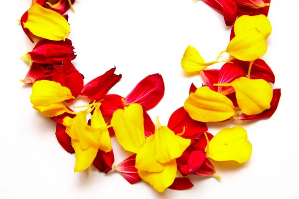 Frame Red Yellow Petals Space Text Stock Photo