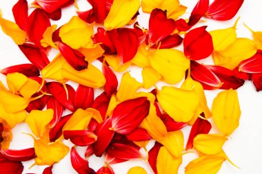 Tasarım için kırmızı ve sarı yaprakların parlak arkaplanı