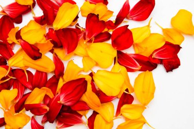 Tasarım için kırmızı ve sarı yaprakların parlak arkaplanı