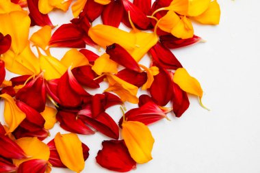 Tasarım için kırmızı ve sarı yaprakların parlak arkaplanı