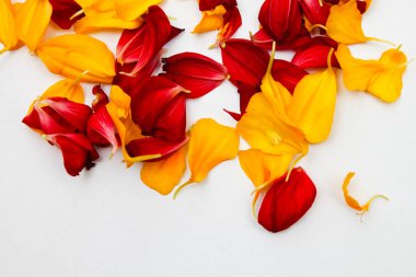 Tasarım için kırmızı ve sarı yaprakların parlak arkaplanı