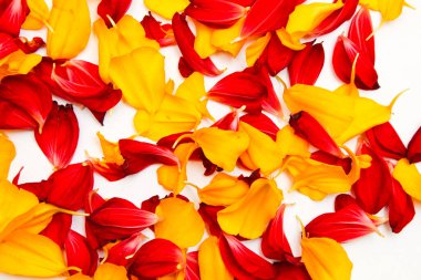 Tasarım için kırmızı ve sarı yaprakların parlak arkaplanı