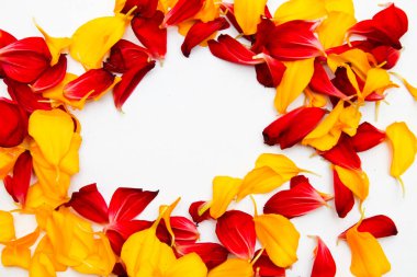 kırmızı ve sarı taç yapraklarından oluşan bir çerçeve.