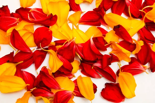 Tasarım için kırmızı ve sarı yaprakların parlak arkaplanı