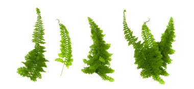 eğreltiotu yaprakları, beyaz yapraklar üzerinde izole edilmiş yapraklar.