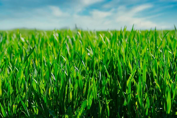 Raccolto verde lussureggiante che cresce sul campo contro il cielo blu — Foto Stock