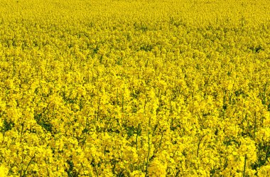 canlı sarı çiçek açan kanola baharda tarlada