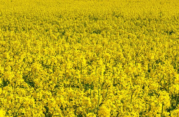 canlı sarı çiçek açan kanola baharda tarlada