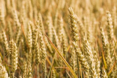 Tarım alanında tahıl bitkileri
