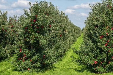 Meyve bahçesinde olgun meyveler olan elma ağaçları