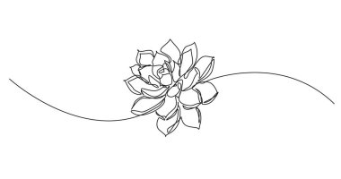 Echeveria sulu bitkisinin aralıksız çizgi çizimi, çizgi sanat vektörü illüstrasyonu