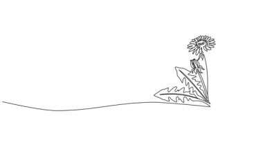 karahindiba çizimleri, çizgi sanat animasyonları