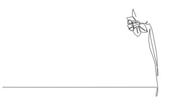 animated continuous line drawing of flowering narcissus, daffodil line art animation