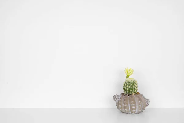 Inomhus Kaktus Växt Med Blomma Cementkruka Sidovy Vit Hylla Mot — Stockfoto