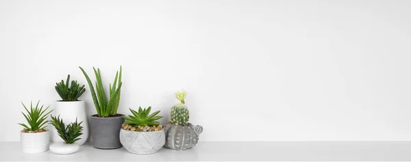 Group Indoor Succulent Cactus Plants Shelf White Shelf White Wall — Stock Photo, Image