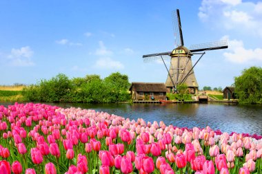 Hollanda 'nın önde pembe lale çiçekleri bulunan bir kanal boyunca geleneksel yel değirmeni